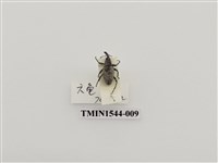 藏品(象鼻蟲科)的圖片